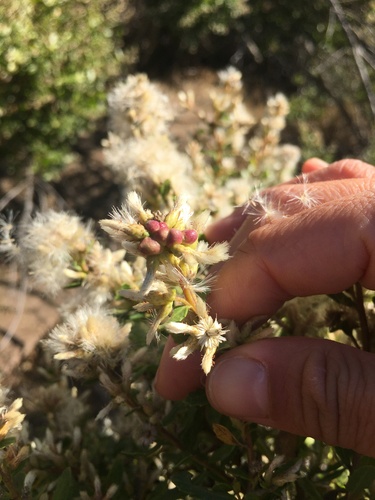 iNaturalist observation photo of Coyote Brush Bud Gall Midge
