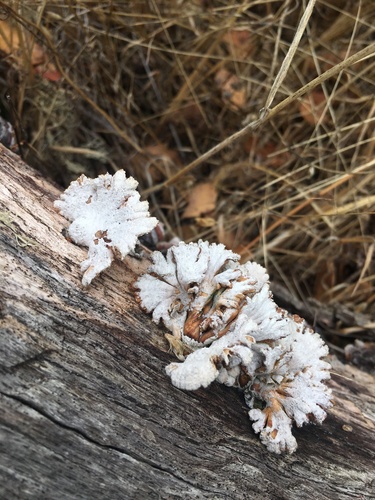 iNaturalist observation photo of splitgill mushroom