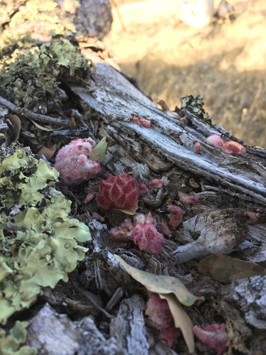 iNaturalist observation photo of Crystalline Gall Wasp