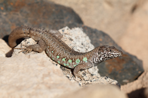 Gallotia atlantica atlantica