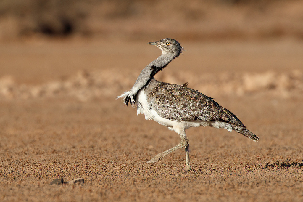 African Houbara photo