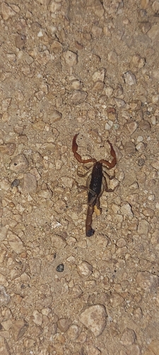 Centruroides sissomi