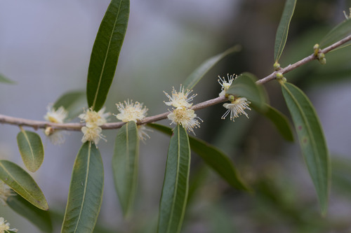 Myrciaria delicatula