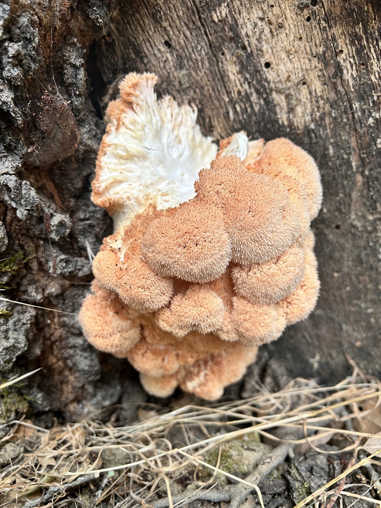 Lion S Mane Mushroom In November 2023 By Heyfrench INaturalist   Large 