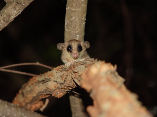 Northern mouse opossum