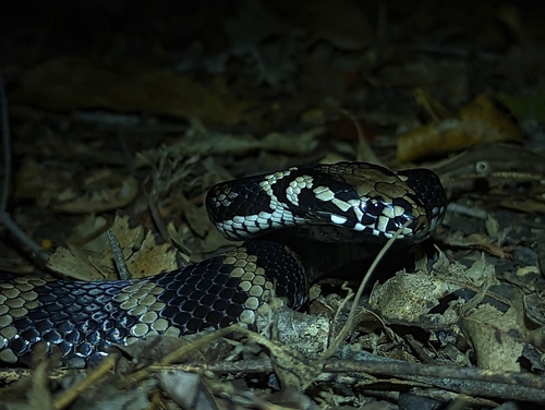 Stephens' Banded Snake sighting