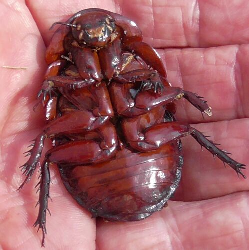 Giant Burrowing Cockroach (Macropanesthia rhinoceros) · iNaturalist
