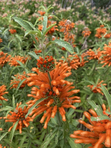 lion's ear (Leonotis leonurus)