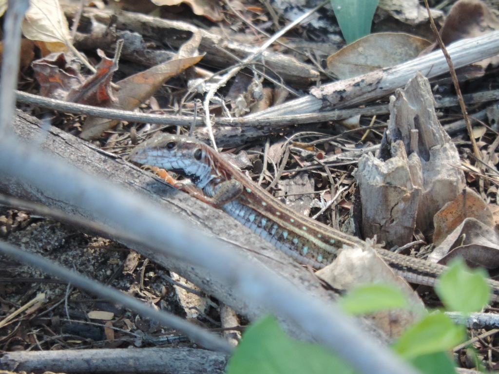 Bahia Black-throated Whiptail (Ameivula nigrigula)