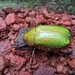 Chrysina boucardi - Photo (c) Reserva Privada El Quetzal, todos los derechos reservados, subido por Reserva Privada El Quetzal