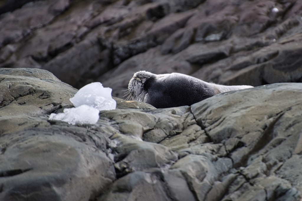 Weddell Seal From Antarctica On November 17 2023 At 02 10 PM By   Large 