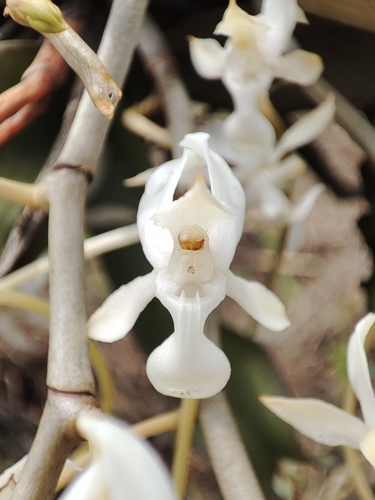 Aerangis verdickii verdickii
