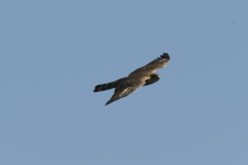 Eurasian Sparrowhawk