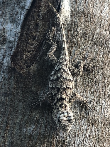 Lundell's Spiny Lizard