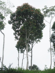 Image of Magnolia pastazaensis