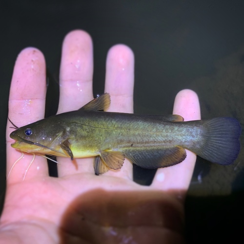 Yellow Bullhead