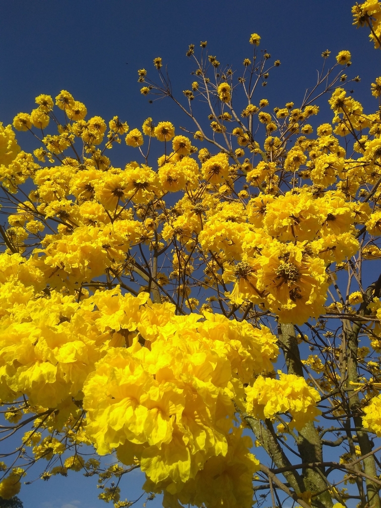 Roble Amarillo (Handroanthus chrysanthus) · NaturaLista Colombia