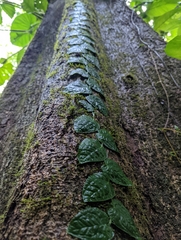 Monstera dubia image