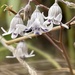 Conanthera parvula - Photo (c) Eric Rojas Abarca, todos os direitos reservados, uploaded by Eric Rojas Abarca