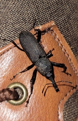 Rhinostomus barbirostris image