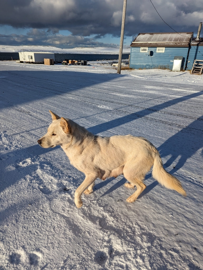 Domestic Dog from House 408B, Sanikiluaq, NU X0A 0W0, Canada on