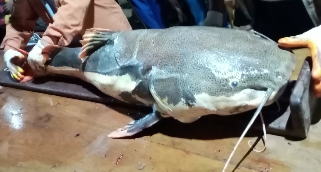 Redtail Catfish from Puerto Rico, Bolivia on June 18, 2021 at 0827 PM
