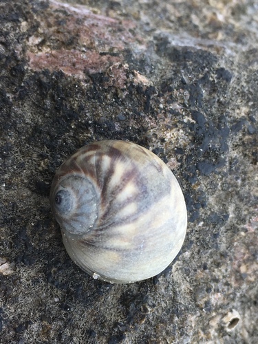 Notocochlis chemnitzii
