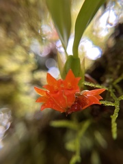 Maxillaria horichii image