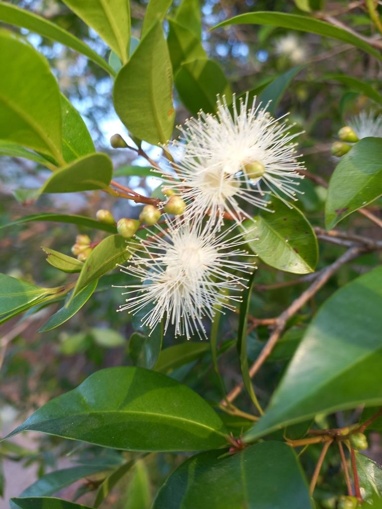 Myrtoideae from S8, Richmond NSW 2753, Australia on November 17, 2023 ...