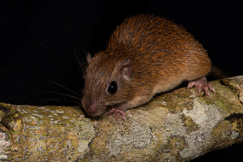 Pará Spiny Tree Rat (Mesomys stimulax) — Least Concern Mammalia