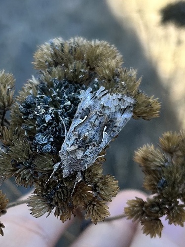 iNaturalist observation photo of Alfalfa Looper