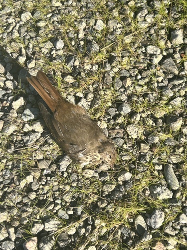 iNaturalist observation photo of Hermit Thrush