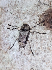 Oreodera glauca image