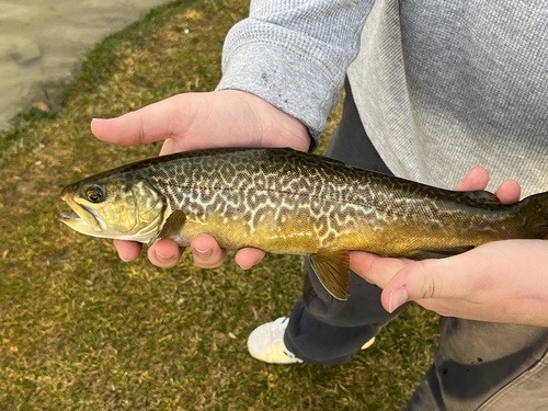 Tiger Trout