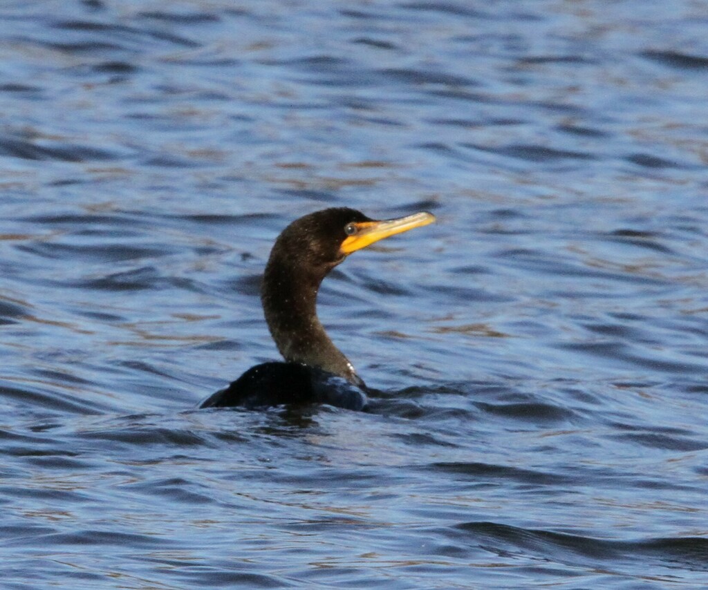 Double-crested Cormorant from South Philadelphia West, Philadelphia, PA ...