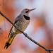 Northern Flicker - Photo (c) Bilcha, all rights reserved, uploaded by Bilcha