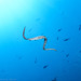 Aquatic File Snakes - Photo (c) oranglautan, all rights reserved, uploaded by oranglautan