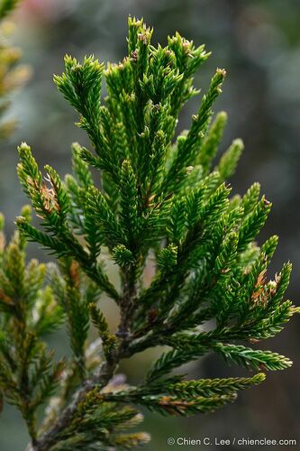 Dacrycarpus kinabaluensis