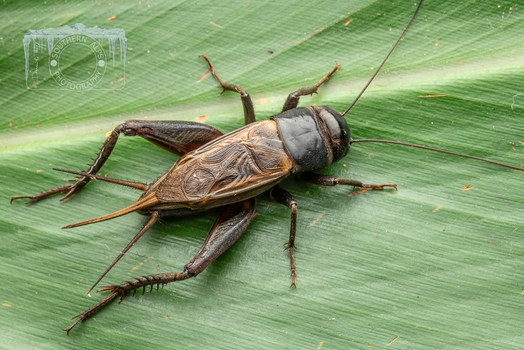 Australian Black Field Cricket from Oxley Creek Commons, Brisbane QLD ...