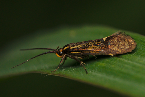 Sulphur Tubic