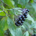 Solanum aligerum - Photo 由 Iván Reséndiz Cruz 所上傳的 (c) Iván Reséndiz Cruz，保留所有權利