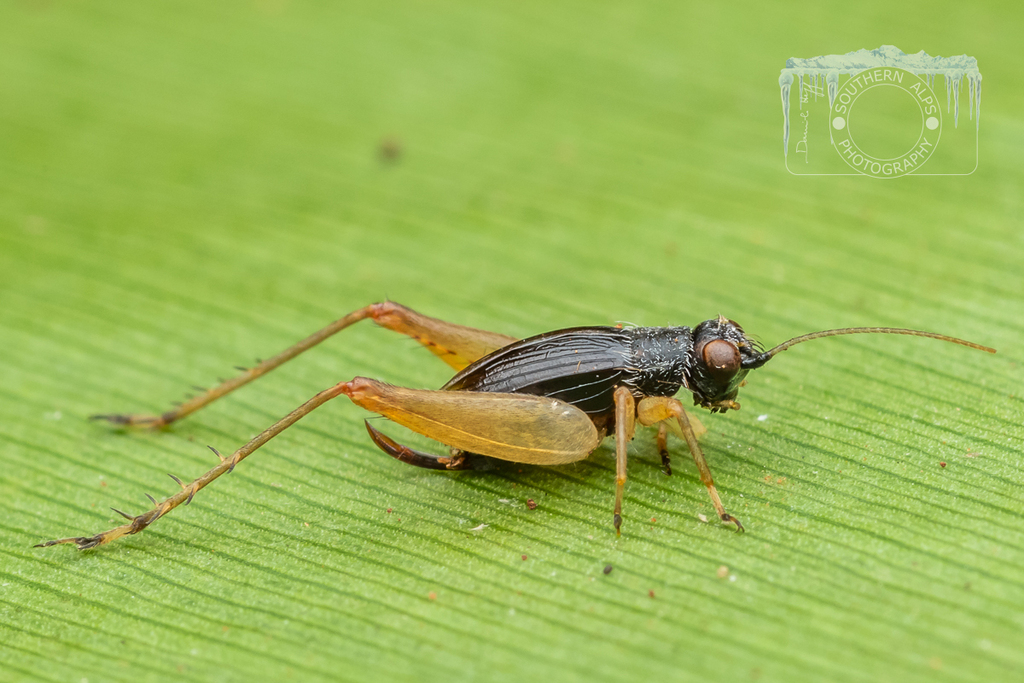 trigonidium-australiana-from-oxley-creek-commons-brisbane-qld