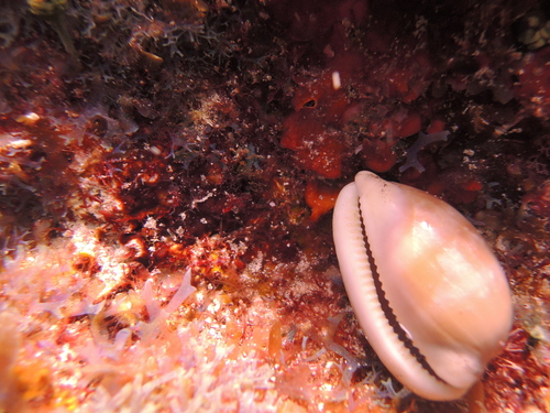 Atlantic Grey Cowry