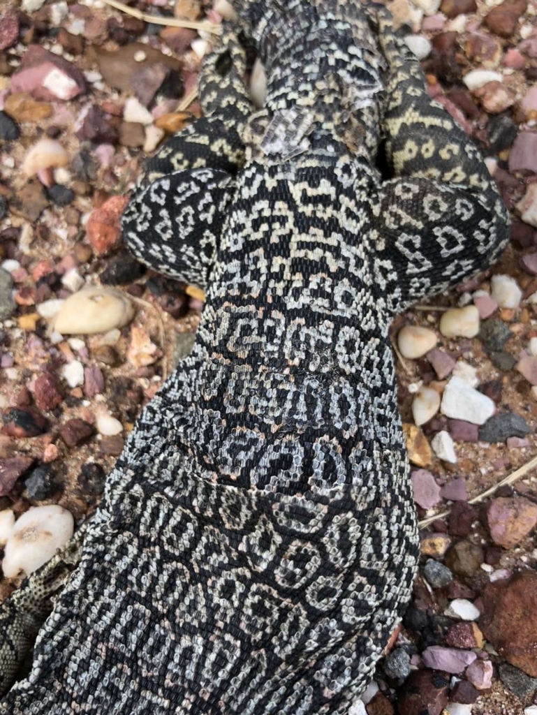 Freckled Monitor from Southwood QLD 4406, Australia on November 6, 2021 ...