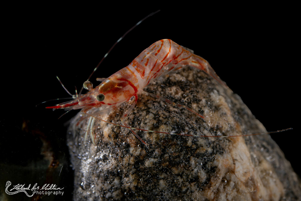 Aesop Shrimp from Nordkapp Municipality, Norway on October 16, 2023 at ...