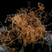 Northern Basket Star - Photo (c) Halvard Aas Midtun, all rights reserved, uploaded by Halvard Aas Midtun