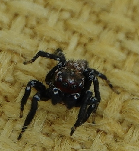 Common Evarcha Jumping Spider
