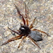 Bull-headed Sac Spider - Photo (c) Jay Keller, all rights reserved, uploaded by Jay Keller