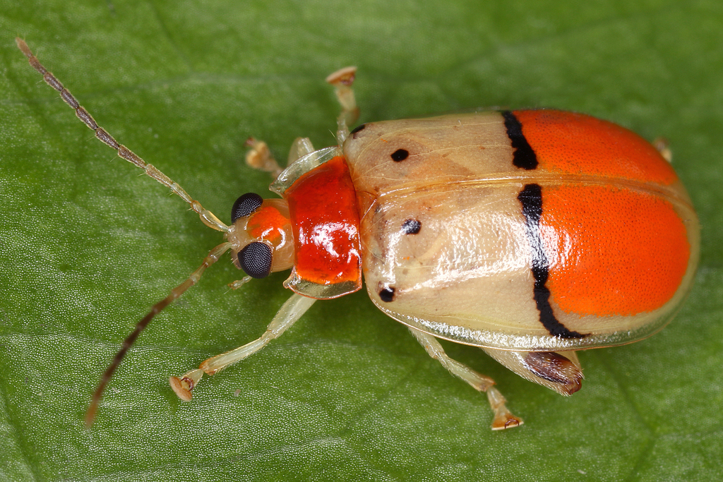 Walterianella humeralis from Provinz Cartago, Costa Rica on March 8