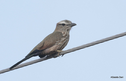 Coracias naevius naevius